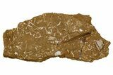 Ordovician Kukersite Oil Shale w/ Bryozoan & Trilobite Fossils #369553-1